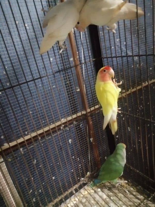 tower cage and love birds pair 3