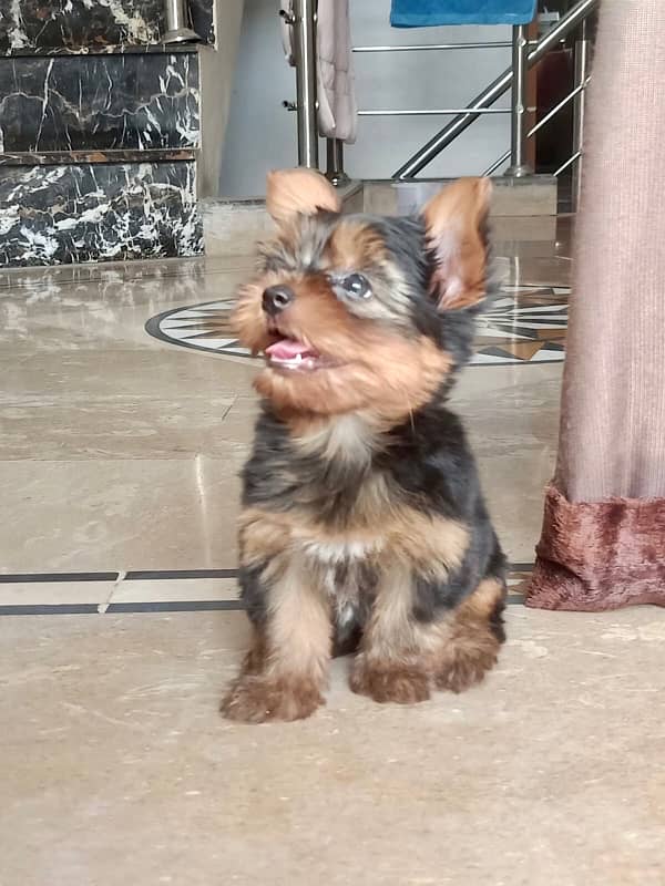 Yorkshire Terrier Male and Female dogs for sale 0