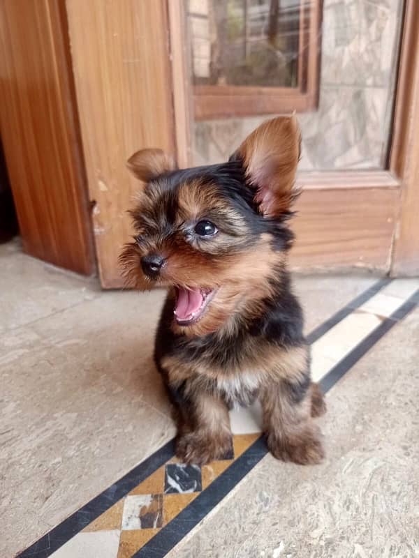 Yorkshire Terrier Male and Female dogs for sale 1