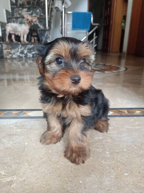 Yorkshire Terrier Male and Female dogs for sale 2