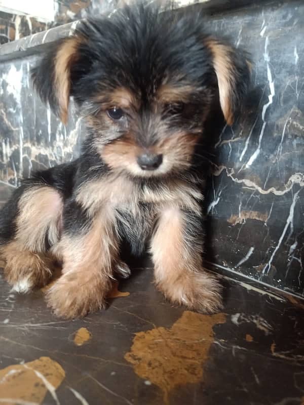 Yorkshire Terrier Male and Female dogs for sale 3