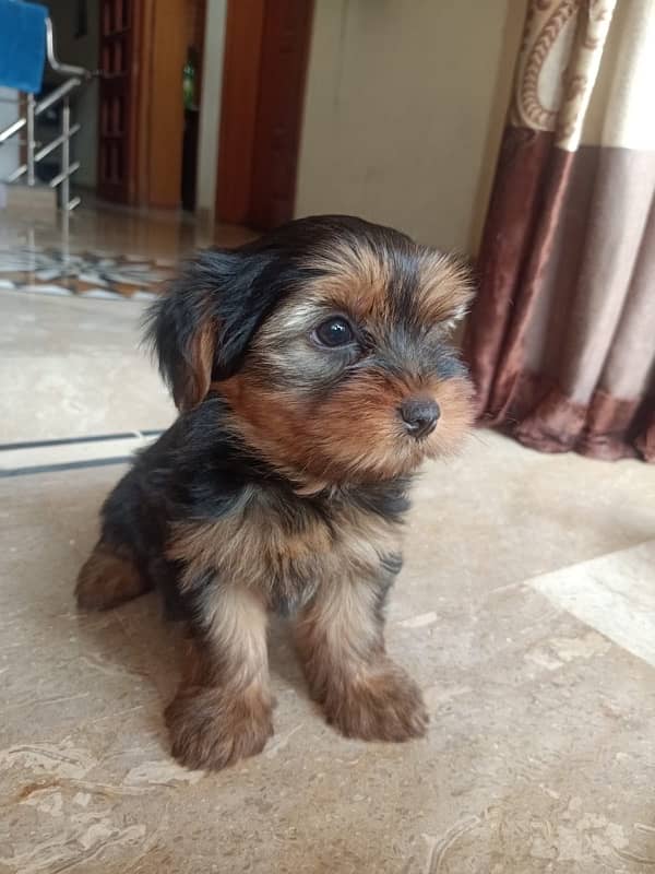 Yorkshire Terrier Male and Female dogs for sale 4