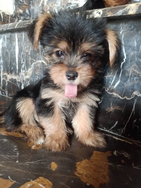 Yorkshire Terrier Male and Female dogs for sale 5