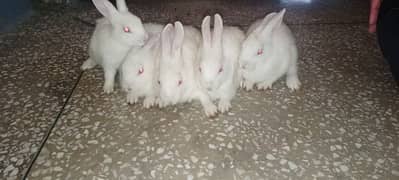 Rabbits