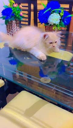 triple cot Persian cat