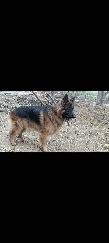 German shepherd 1