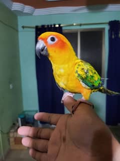 Sun conure/green cheek conure