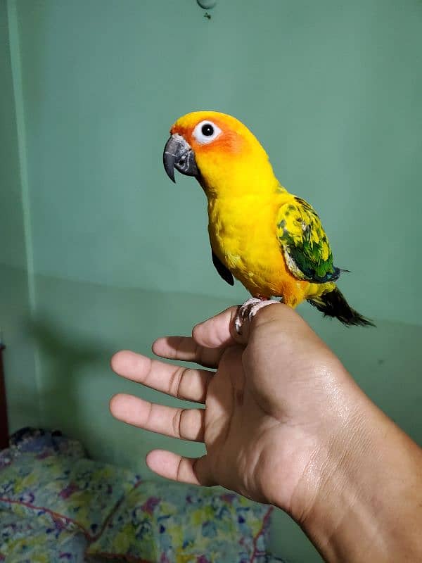 Sun conure/green cheek conure 1