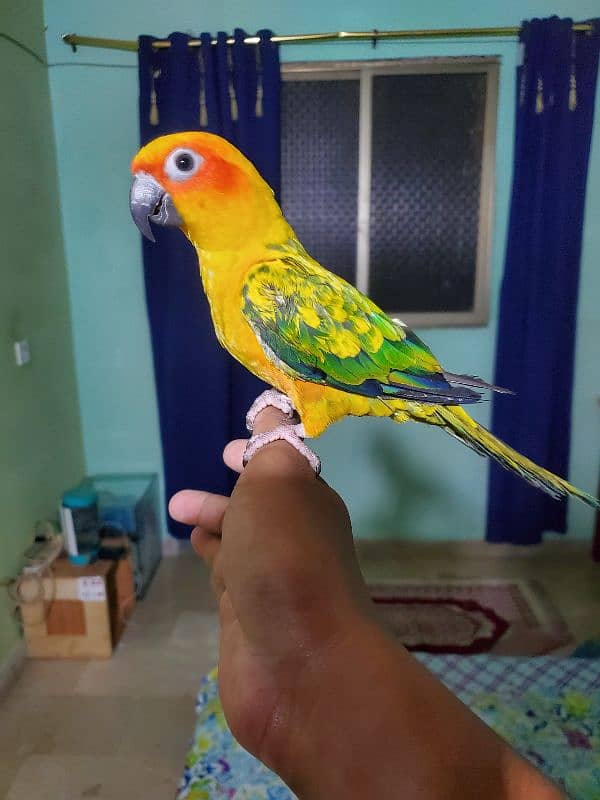 Sun conure/green cheek conure 2