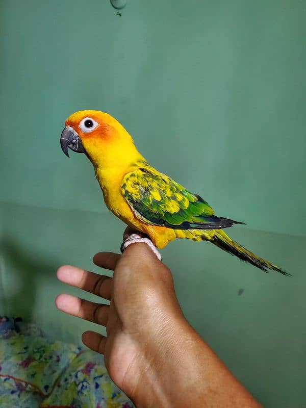 Sun conure/green cheek conure 3