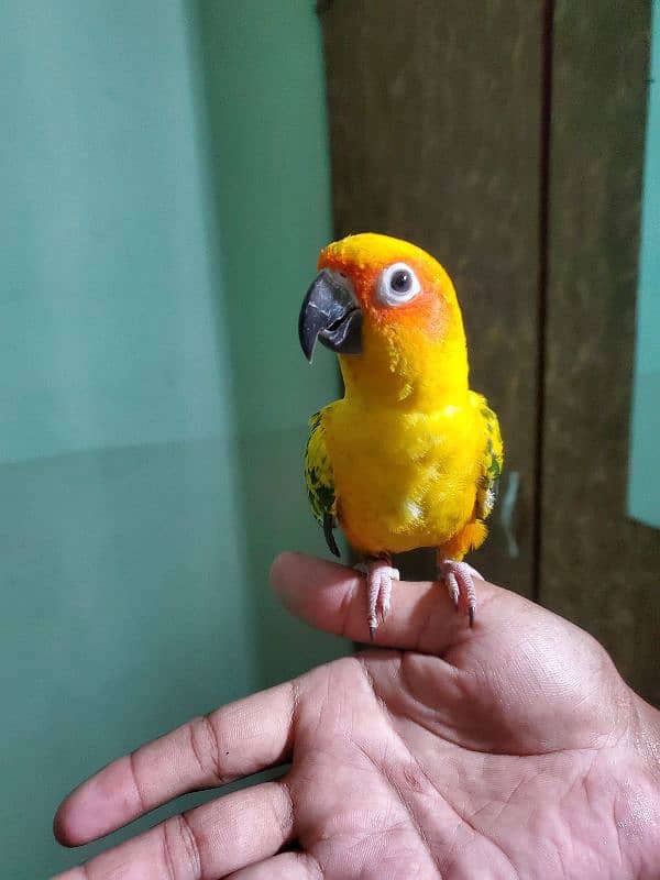 Sun conure/green cheek conure 4