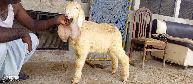 kajla mundra tedda bakra laine k liye rabta kry 1