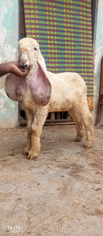 kajla mundra tedda bakra laine k liye rabta kry 10