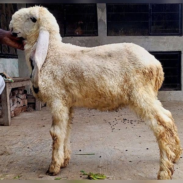 kajla mundra tedda bakra laine k liye rabta kry 11