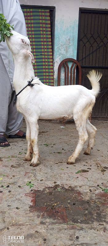 kajla mundra tedda bakra laine k liye rabta kry 12