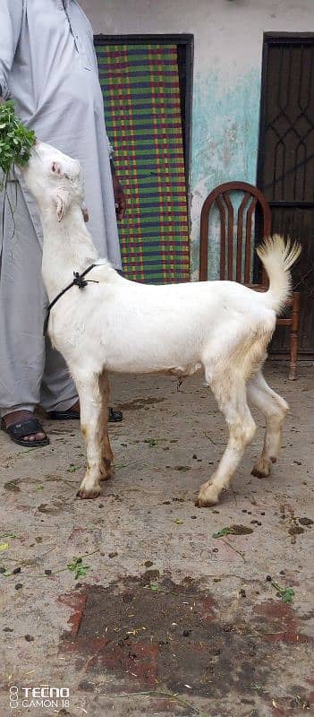 kajla mundra tedda bakra laine k liye rabta kry 13