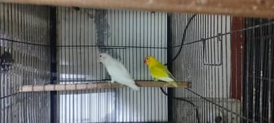 Love birds all setup for sale breeder pairs and ready to bread