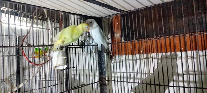 Love birds all setup for sale breeder pairs and ready to bread 1