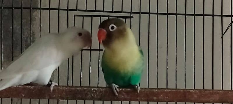 Love birds all setup for sale breeder pairs and ready to bread 2