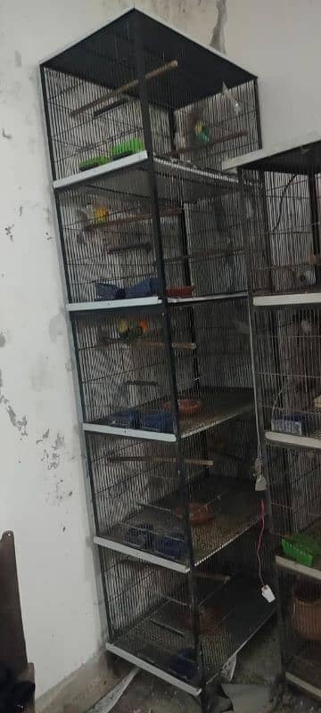 Love birds all setup for sale breeder pairs and ready to bread 4