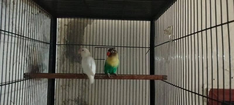 Love birds all setup for sale breeder pairs and ready to bread 5