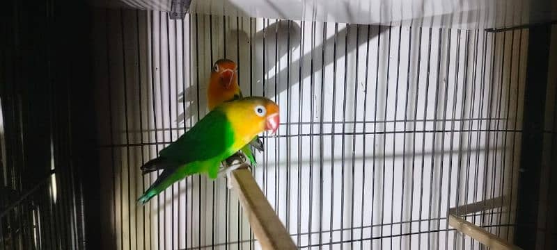 Love birds all setup for sale breeder pairs and ready to bread 6