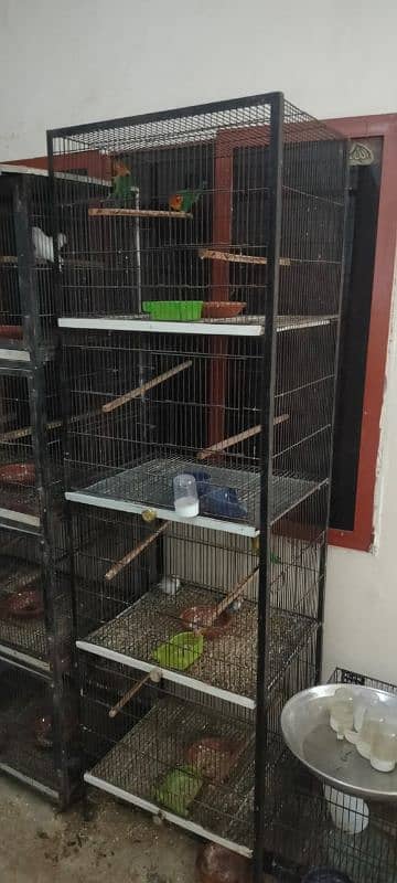 Love birds all setup for sale breeder pairs and ready to bread 8