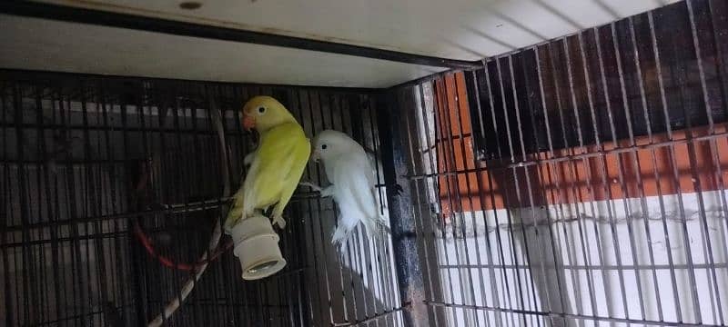 Love birds all setup for sale breeder pairs and ready to bread 9