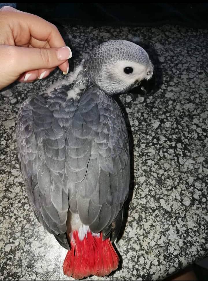 African grey parrot for sale/0309/6817005 contact WhatsApp 0