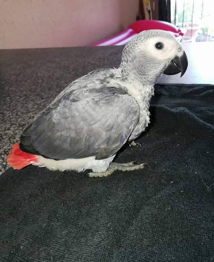 African grey parrot for sale/0309/6817005 contact WhatsApp 1