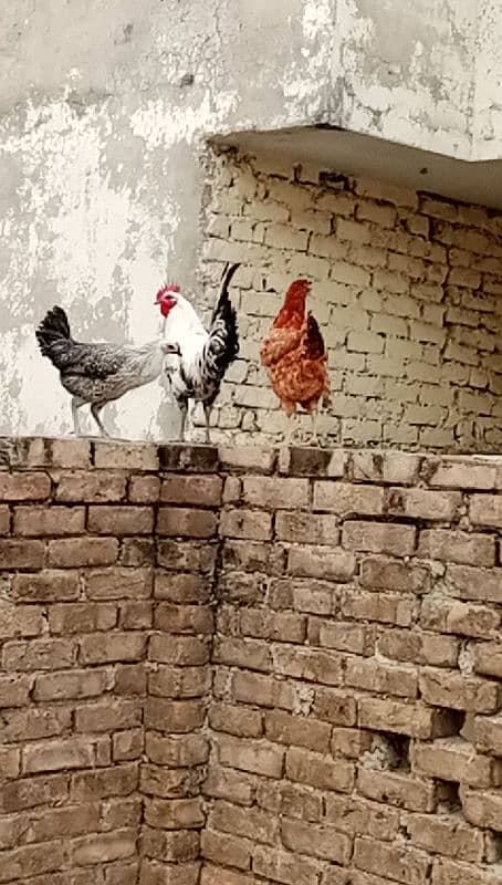 selling hens and cock 0