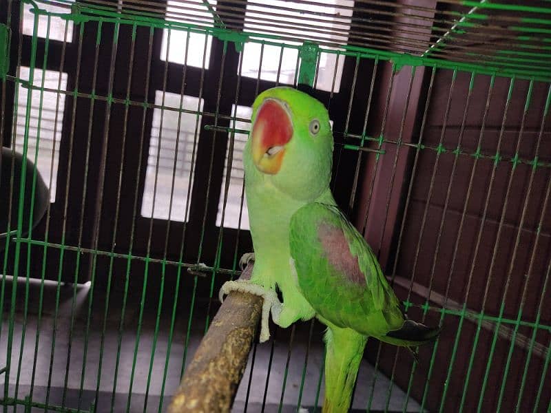 Raw Parrot Male 0