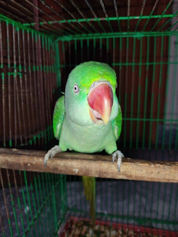 Raw Parrot Male 1