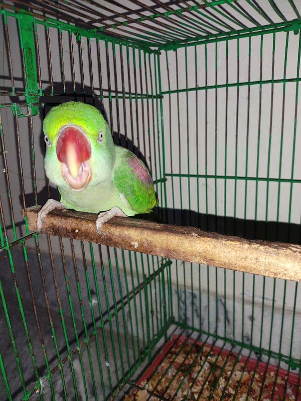 Raw Parrot Male 2