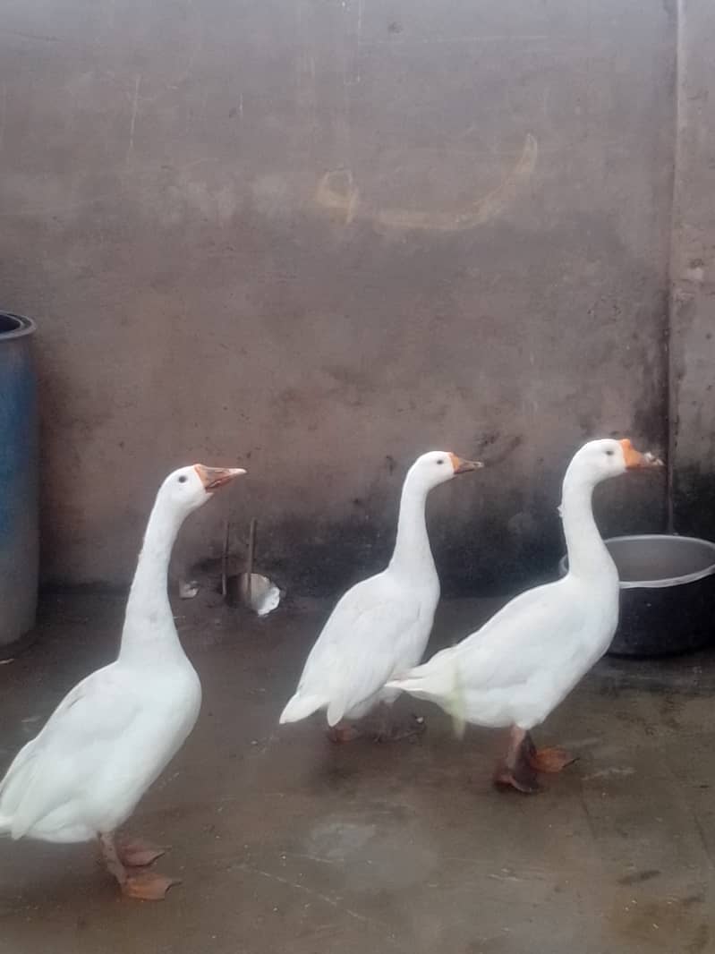 long neck white ducks 0