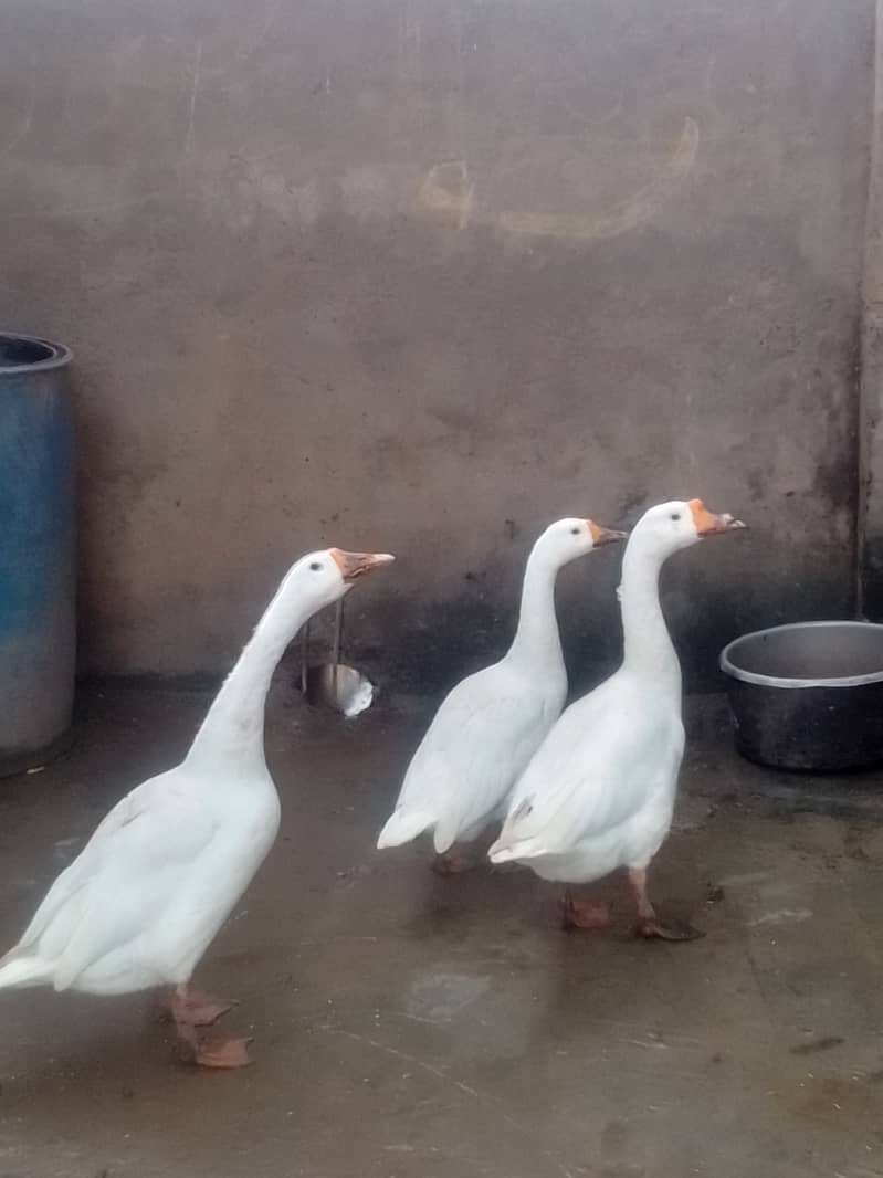 long neck white ducks 1