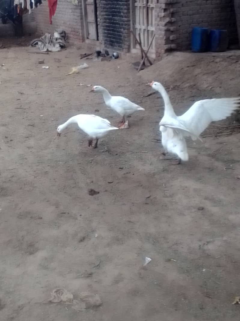 long neck white ducks 2