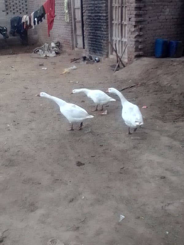 long neck white ducks 3