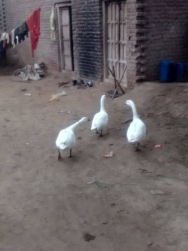 long neck white ducks 4