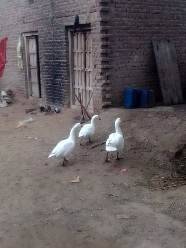 long neck white ducks 5