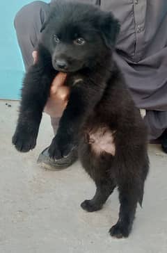 black German shepherd long coat