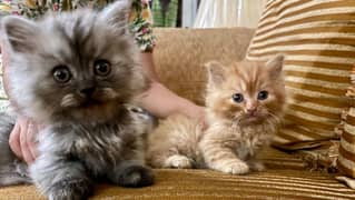 Persian cat / Persian kittens / triple coated