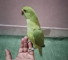 parrot but bolta nai hy