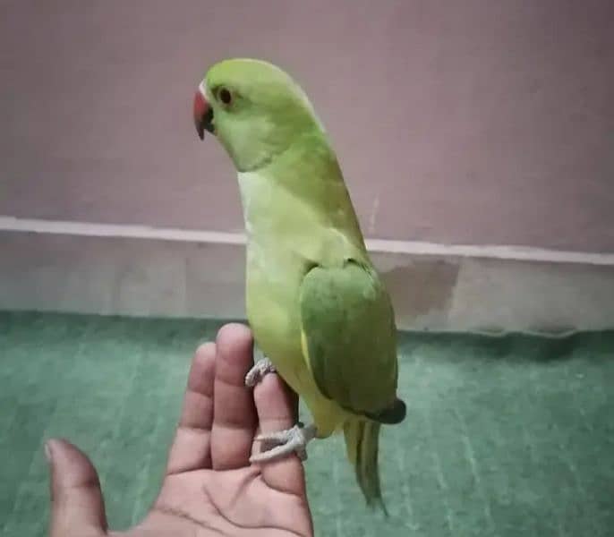 parrot but bolta nai hy 0