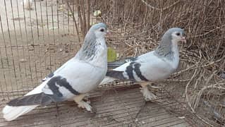 Silver Sherazi Breeder pair and Lakka patha