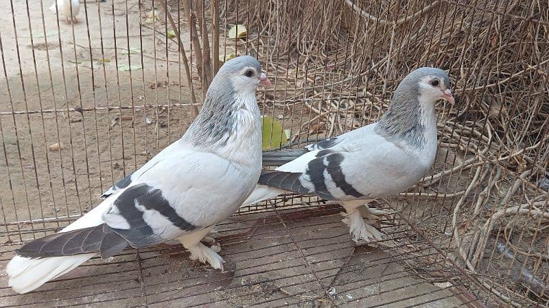 Silver Sherazi Breeder pair and Lakka patha 0