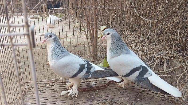 Silver Sherazi Breeder pair and Lakka patha 1