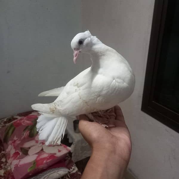 Silver Sherazi Breeder pair and Lakka patha 2