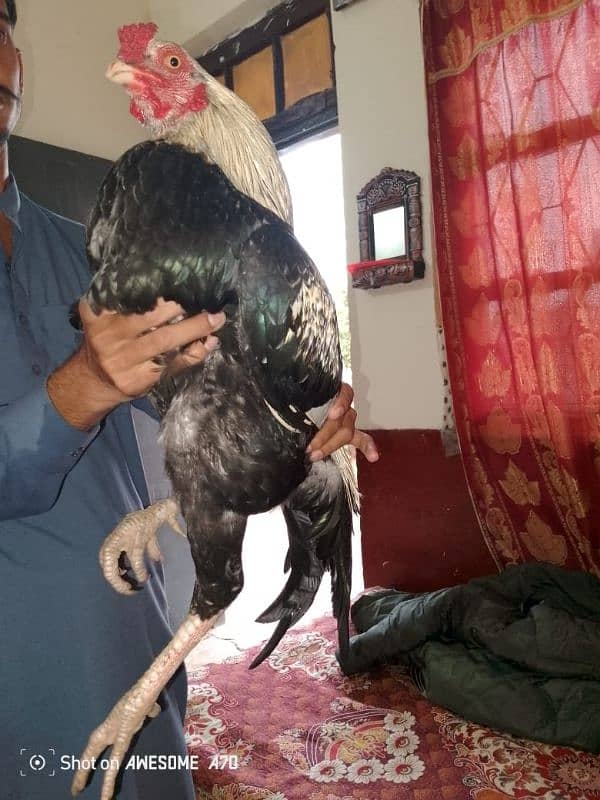 jawwa aseel Murgaa for sale whatsapp contact me 03231581923 2