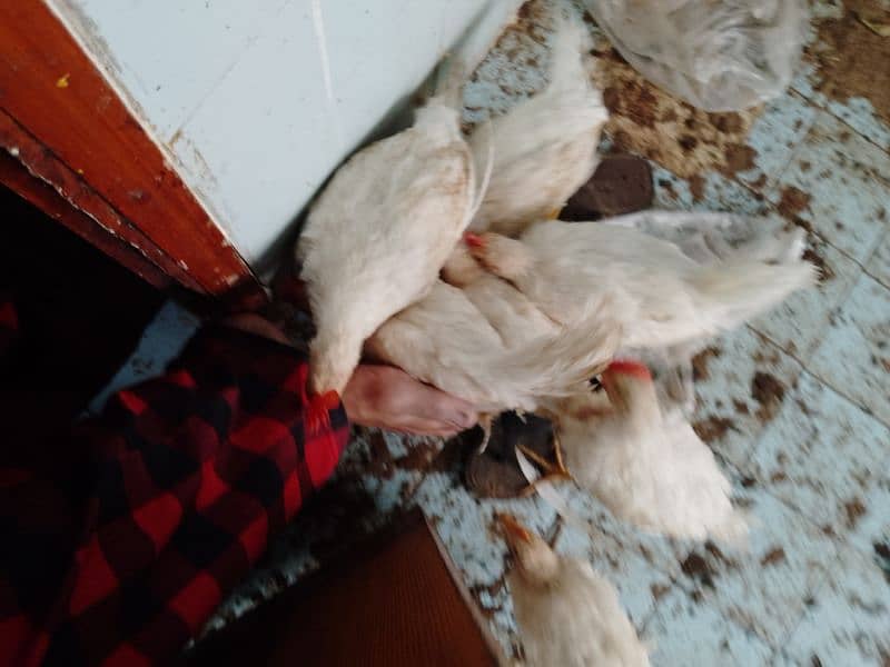 Chicken chick Available for sale 0